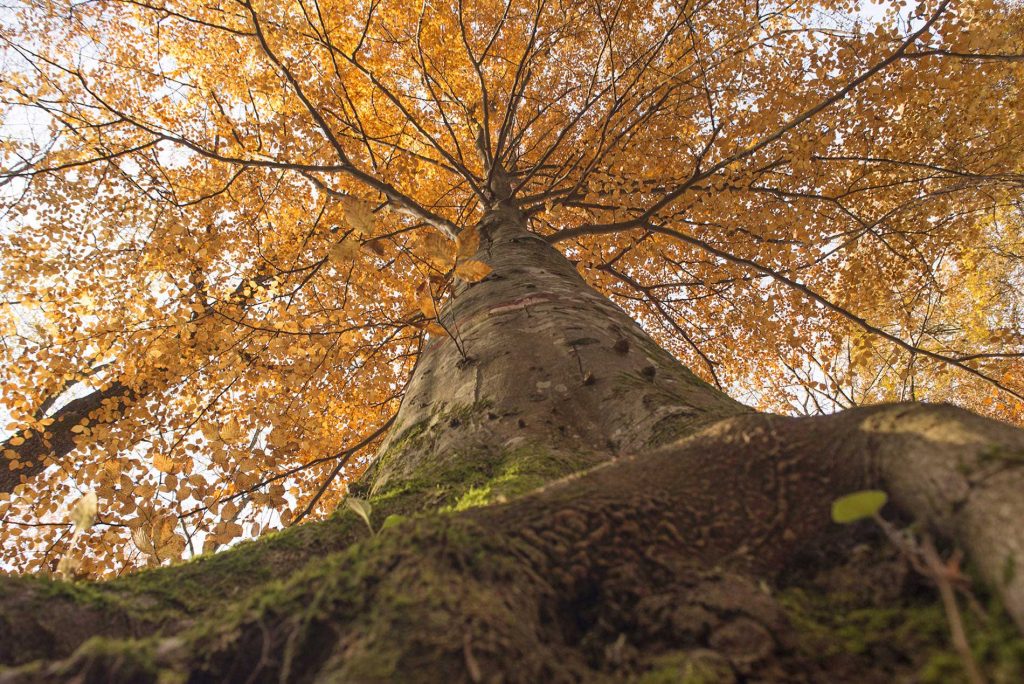 Detail of a tree in the Tecchie Forest during the foliage season