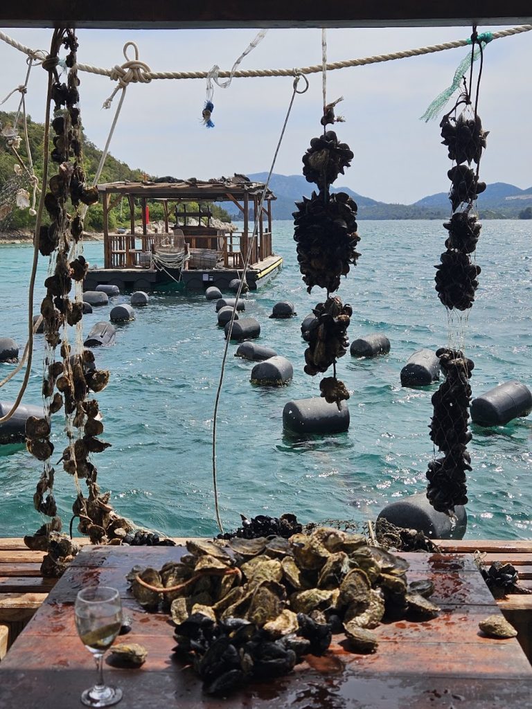 Detail of the famous oysters of Pelješac