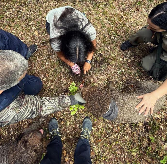 truffle hunting