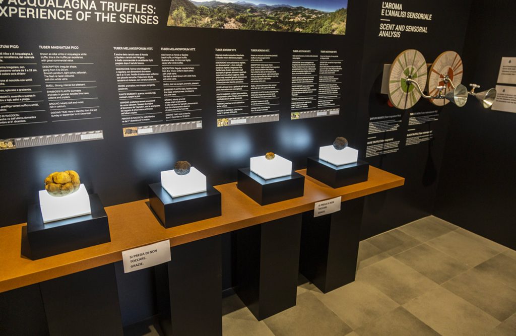 Interior of the rooms in the Truffle Museum of Acqualagna