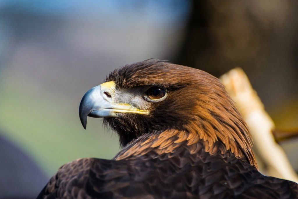 Detail of an eagle